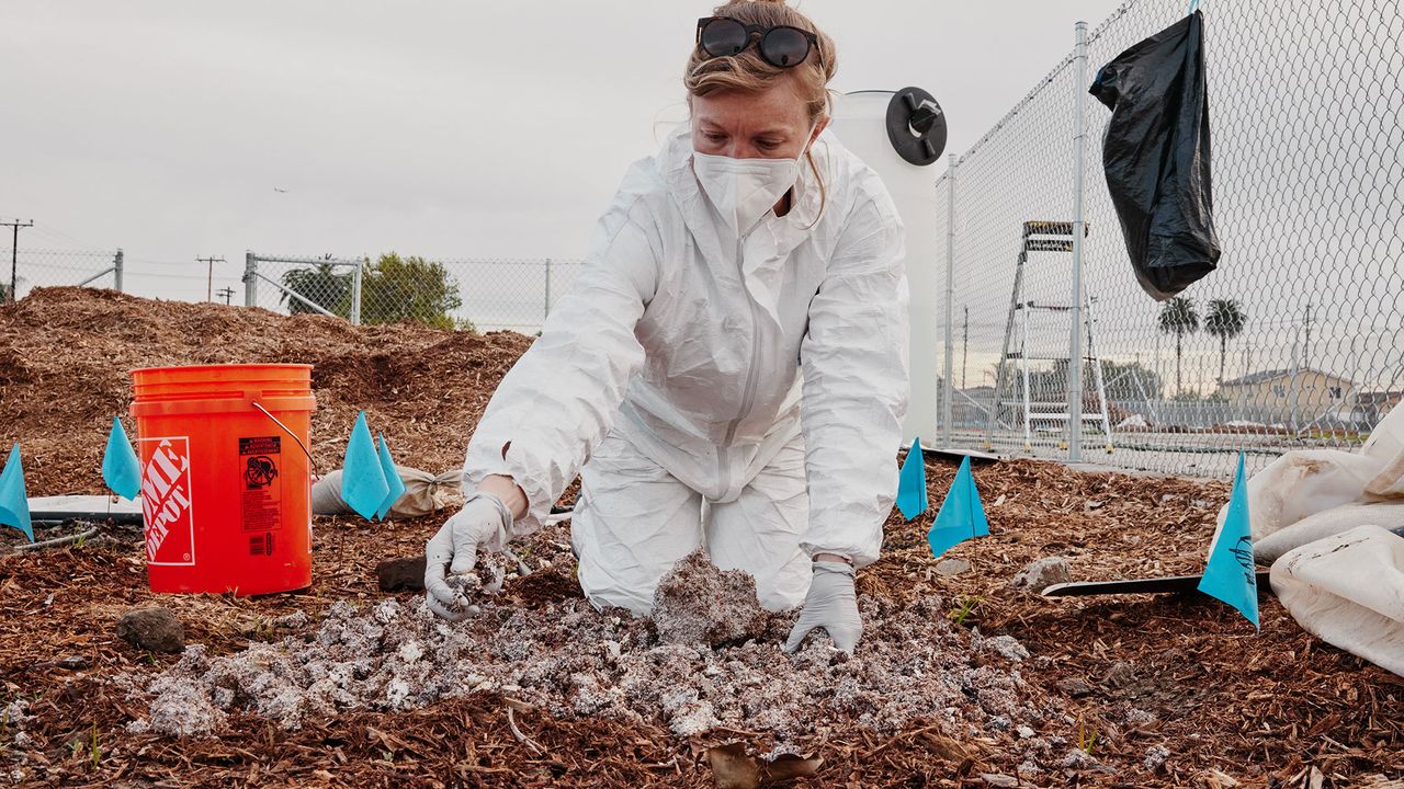 TRACY  UNPUBLISHED TUNES　FUNGUS How Zombifying Fungi Became Master Manipulators | Scientific American
