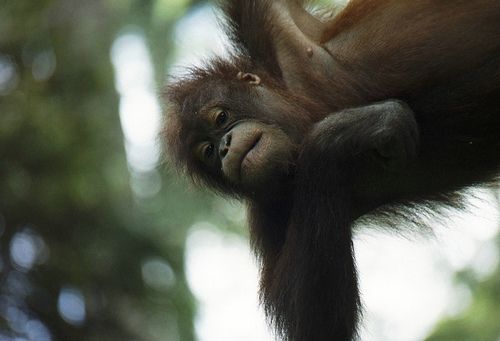 20110520102246orangutan.jpg