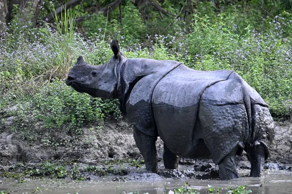 Muddy Bath thumbnail