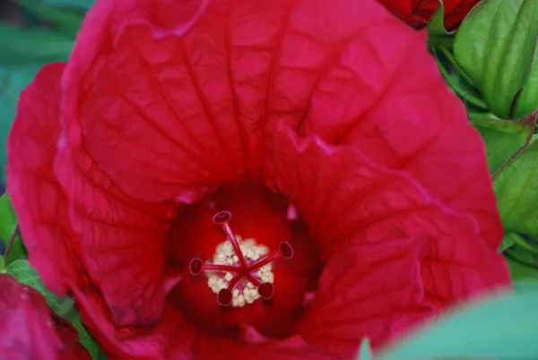 Looking into a red hibiscus thumbnail