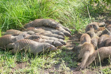 Two banded mongoose groups face off.
