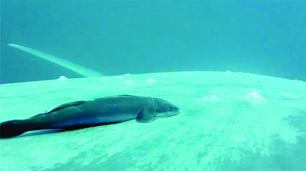Remora feeding and skimming along whale body