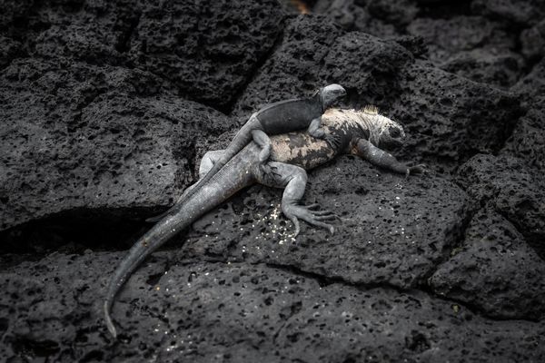 Hitchhiker of the Galapagos thumbnail