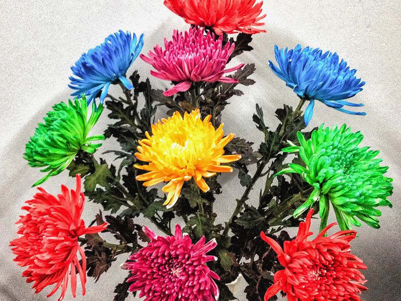 COLOR OF CHRYSANTHEMUM Smithsonian Photo Contest Smithsonian Magazine