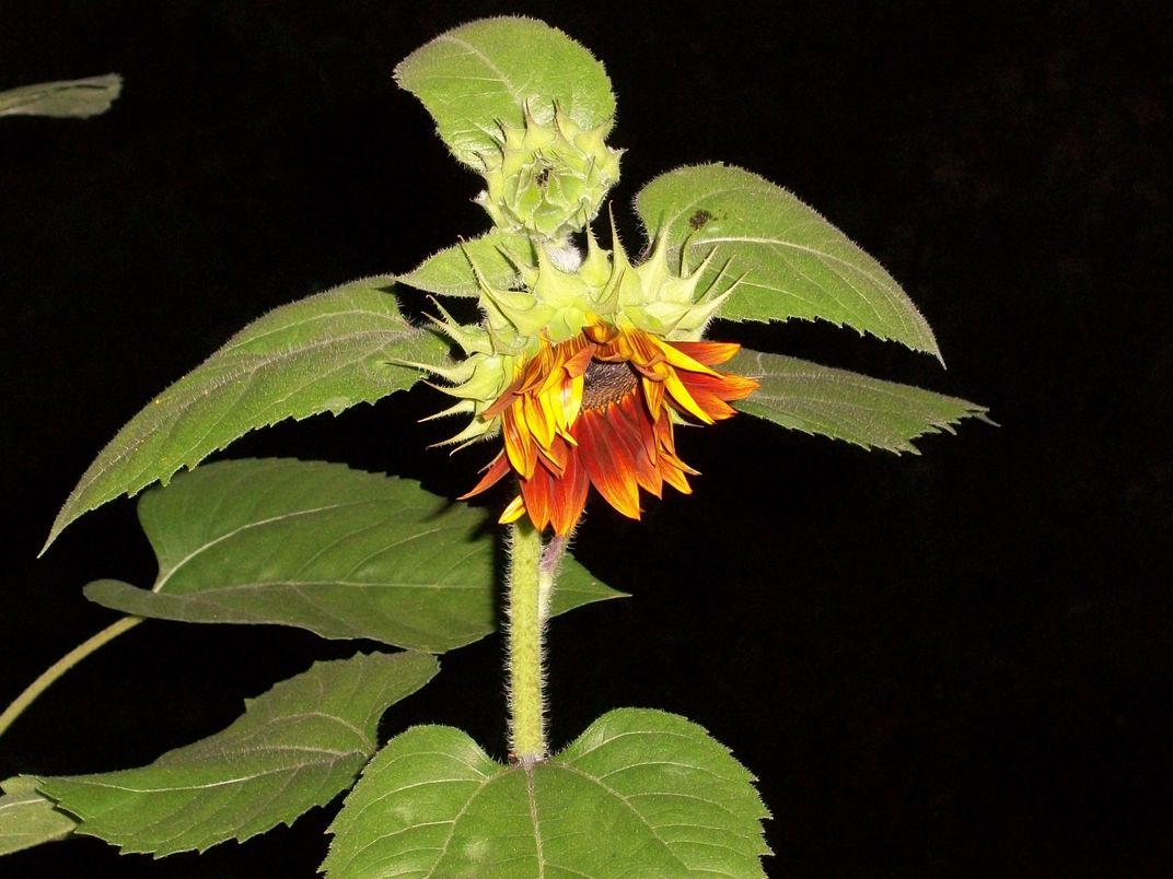 Autumn Beauty Sunflower Bud Smithsonian Photo Contest Smithsonian Magazine 5235