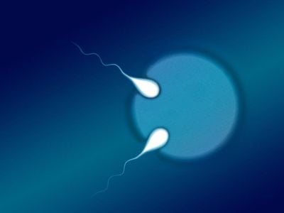 Illustration shows two sperm fertilizing an egg.