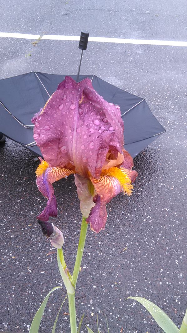 After the Rain thumbnail