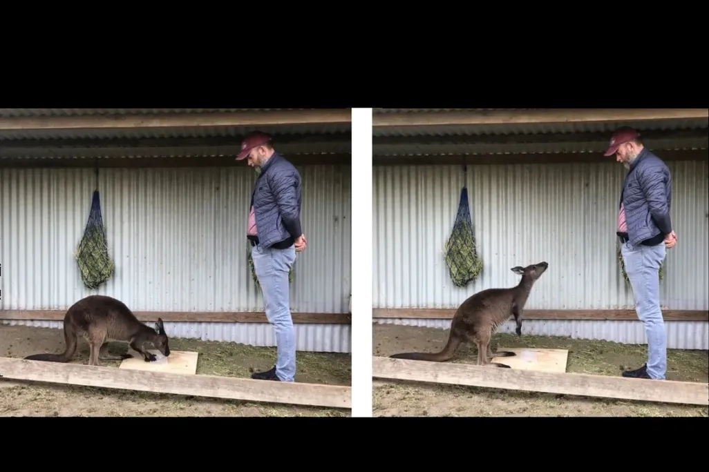 kangaroo behavior study