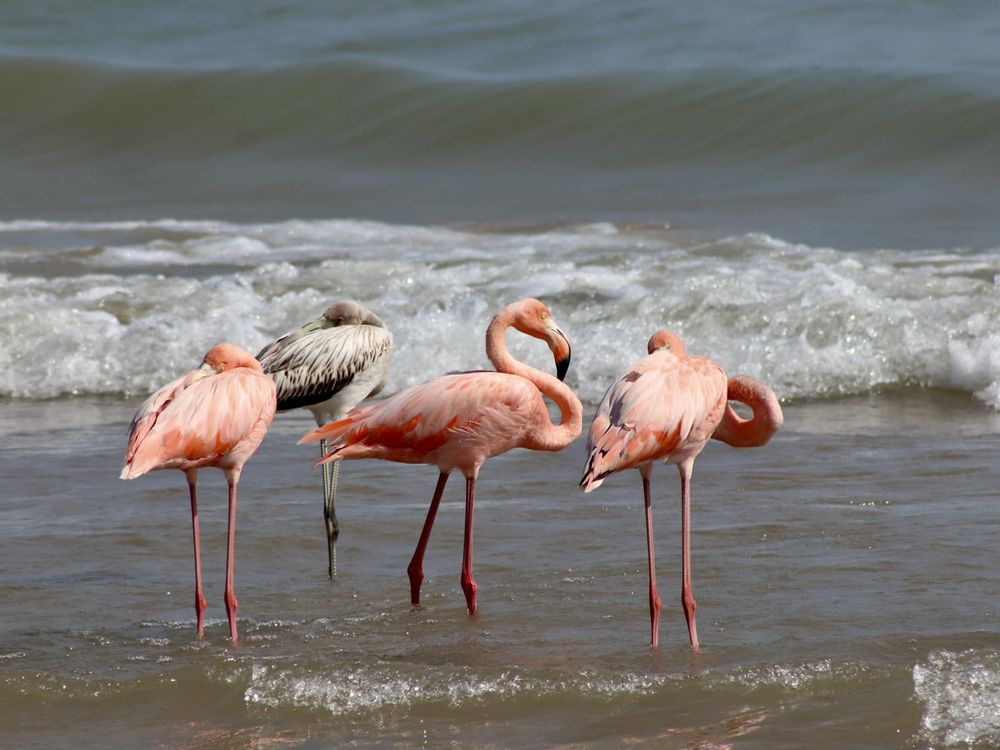 Group of flamingos standing in water
