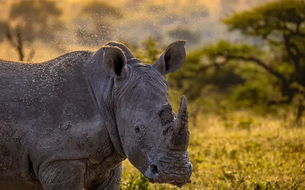 Flying Halo thumbnail