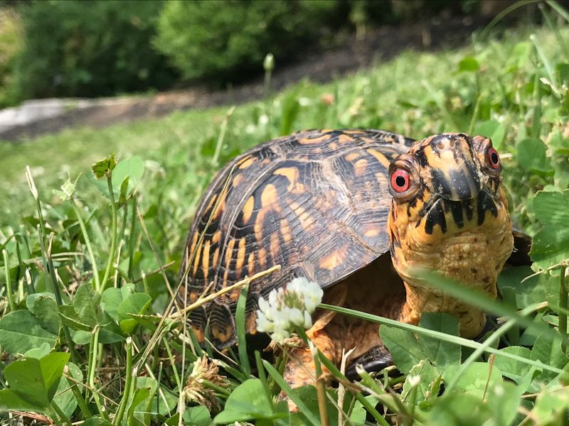 Lucky Turtle Smithsonian Photo Contest Smithsonian Magazine