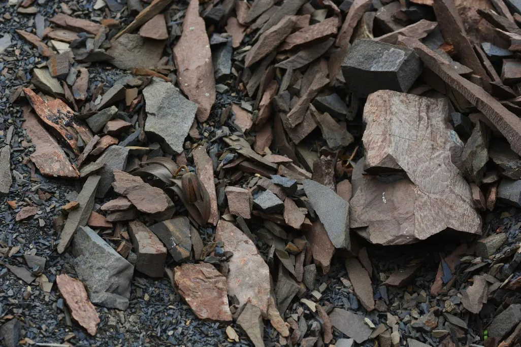 Fritillaria delavayi camouflage