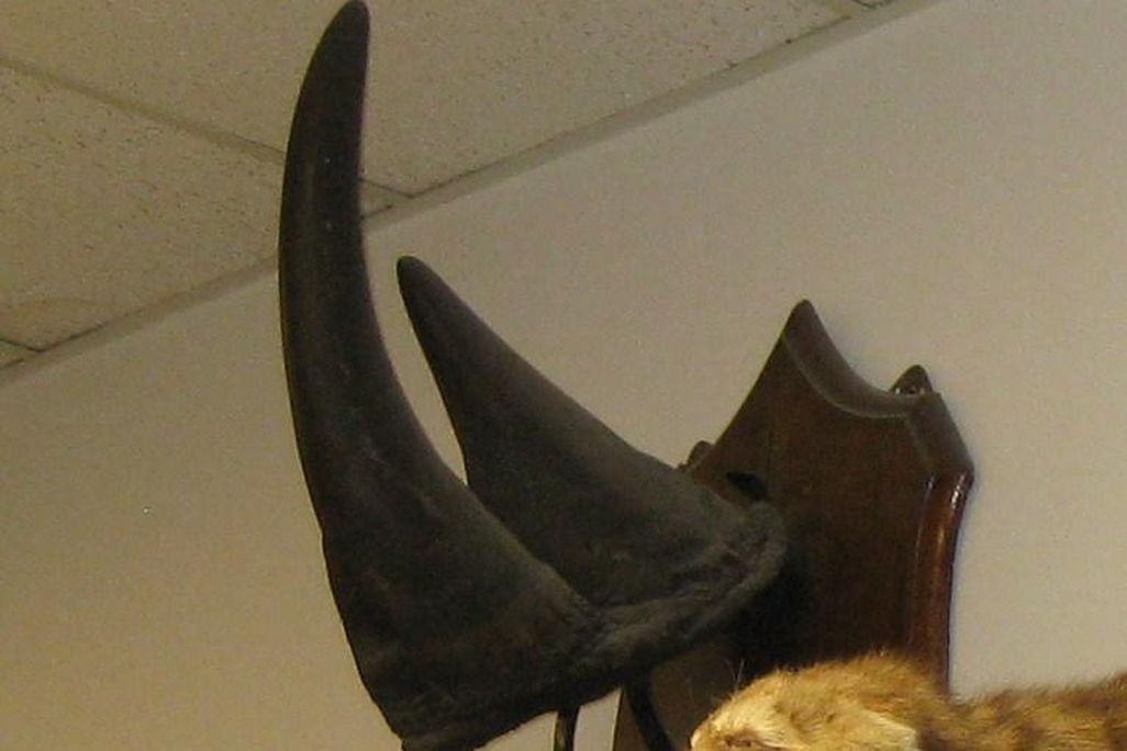 Vermont Rhino