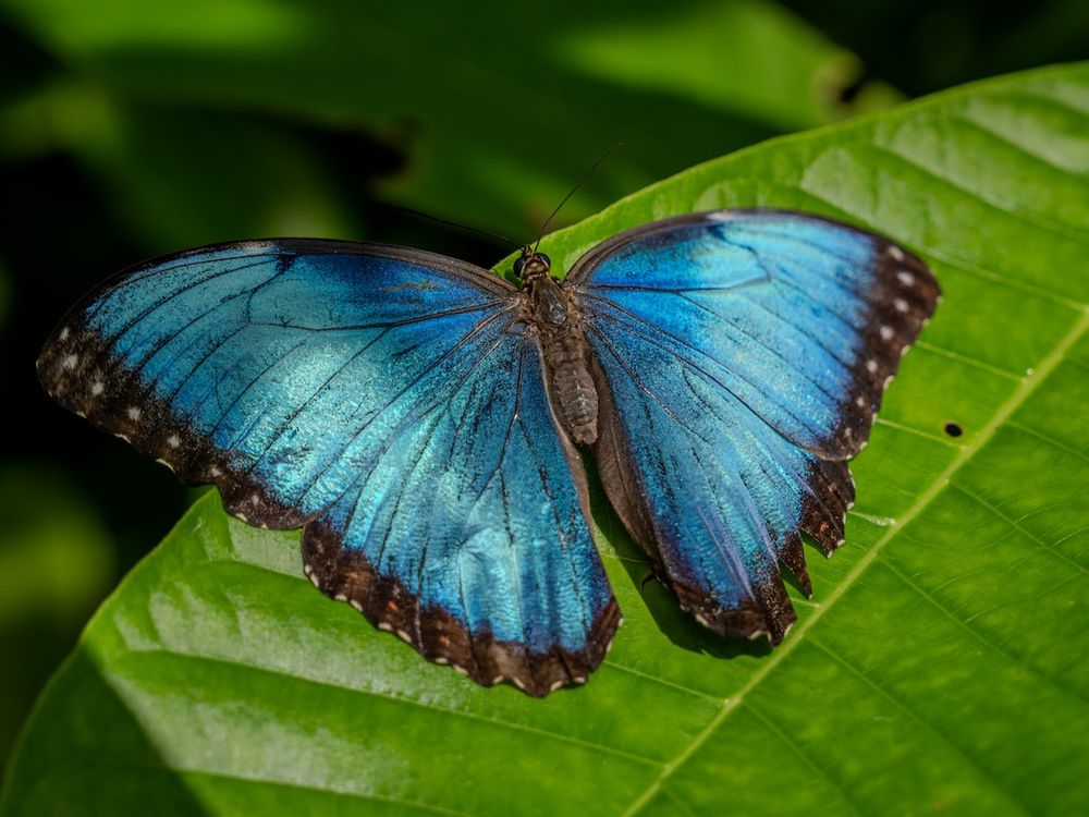 1_A6701600_Morpho butterfly_Connor Evans-Blake copy.jpg