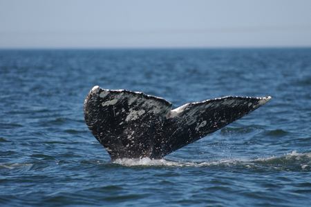New genetic research suggests that the gray whale spotted off the coast of Namibia in 2013 originated in the western Pacific. 