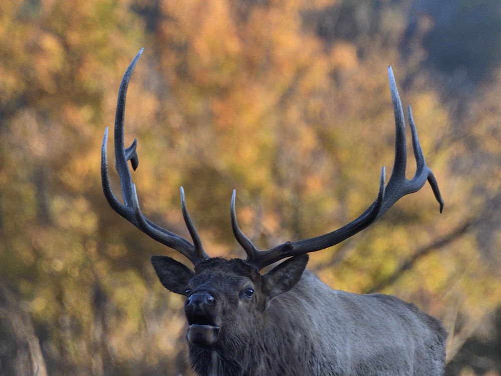 Bull Elk and fall colors. | Smithsonian Photo Contest | Smithsonian ...