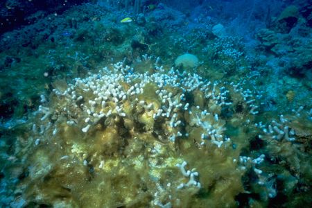 A bleached coral reef