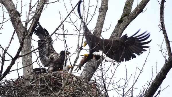 Female bald eagle brings rabbit to nest for breakfast while eager juvenile cries with excitement. thumbnail