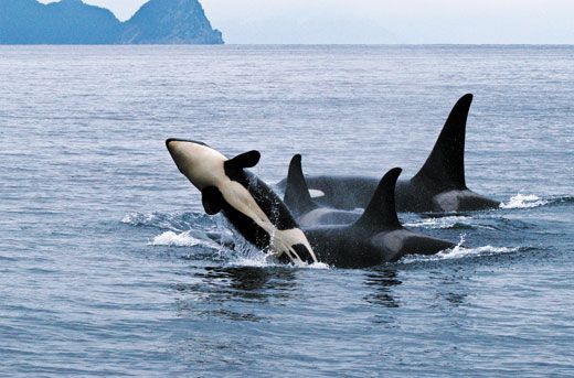 orca pod