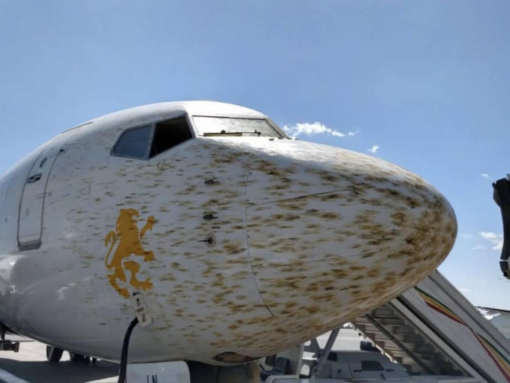 plane with nose covered with locusts
