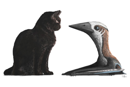 The tiny pterosaur from the late Cretaceous was no bigger than a cat and sported a five-foot wingspan.