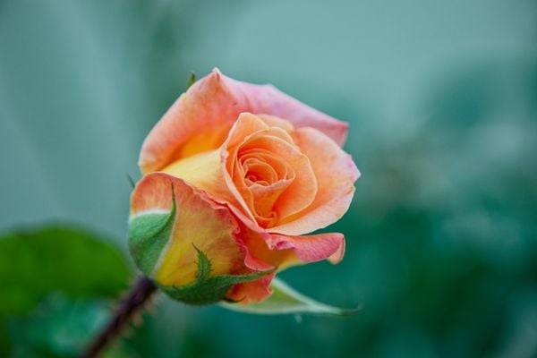 A Colorful Rose thumbnail