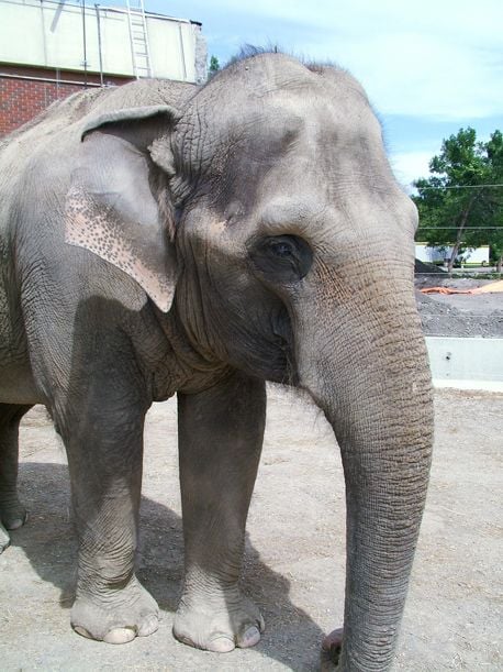There are only around 30,000 to 50,000 Asian elephants, like Swarna, alive today.