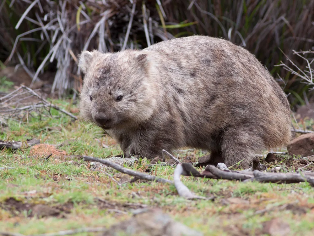 A brown wombat is shown standing in the grass