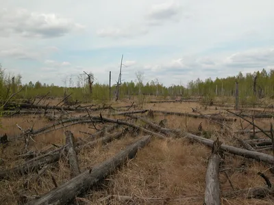 Fallen trees in Chernobyl's infamous red forest. 