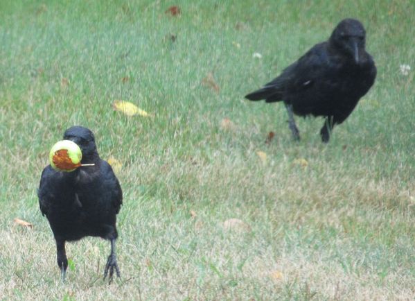 Crow Carrying an Apple with a Leaf Attached thumbnail
