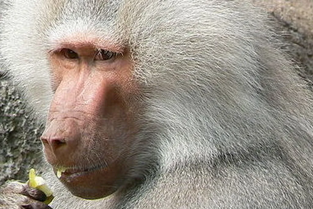 Hamadryas baboons