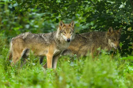 European gray wolves in Germany