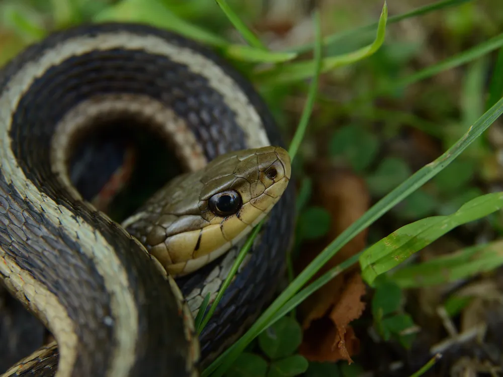 A close-up of a black and yellow eastern garter snake in a patch of grass.