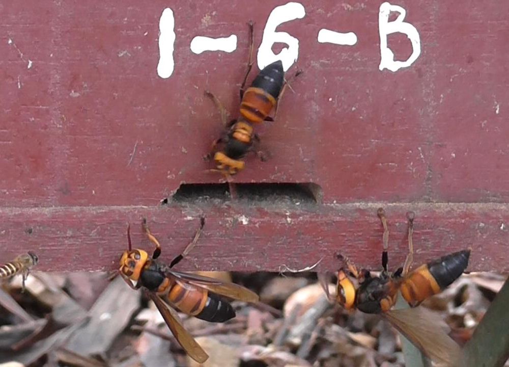 An image of a three giant hornets at the entrance of a bee hive.