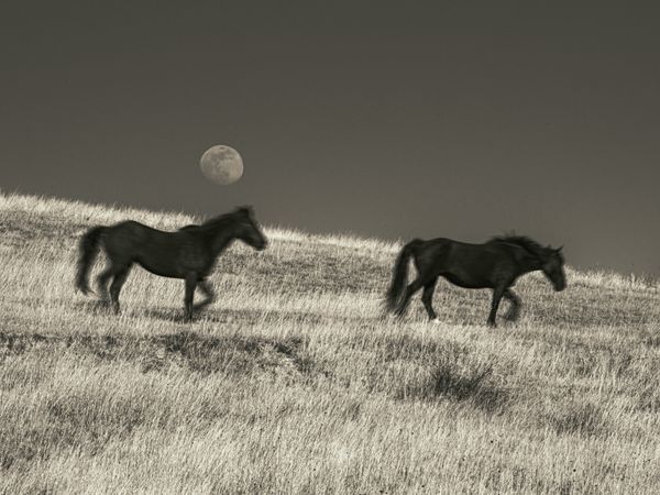 Wild Horses Under a Full Moon, 2024 thumbnail