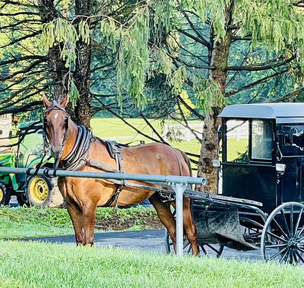Amish buggy thumbnail
