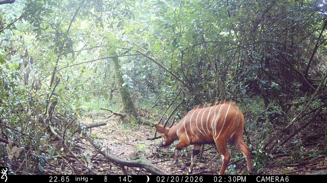 a reddish-brown antelope with white stripes walks away from the camera