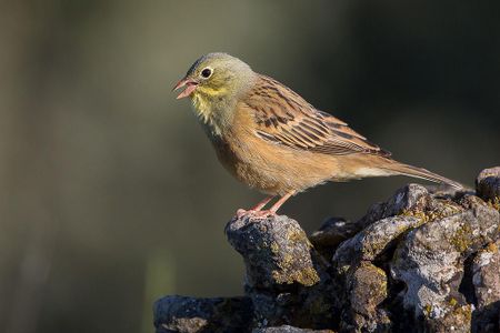 France outlawed ortolan hunting in 1999, but the ban was rarely enforced until 2007 and remains unevenly implemented