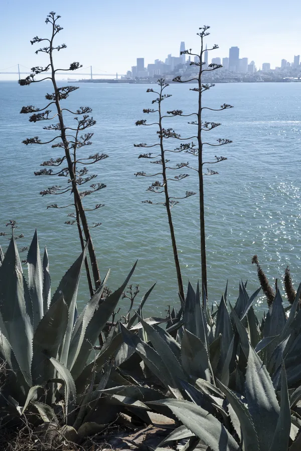 Agave americana, Alcatraz Island thumbnail