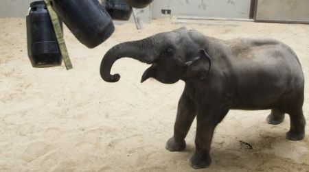 Kandula, the zoo's resident genius, plays with enrichment items
