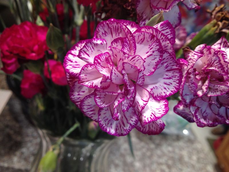 A flower showing codominance Smithsonian Photo Contest Smithsonian