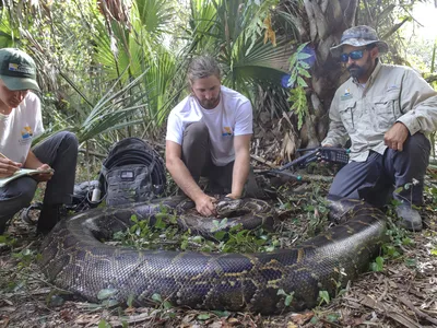 The female python weighed 215 pounds and measured 18 feet long.