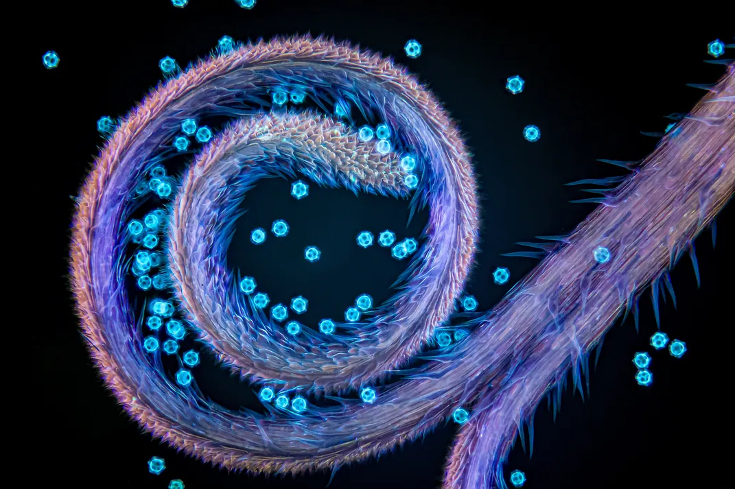 a spiraling, hairy looking purple tendril curls around several small blue orbs
