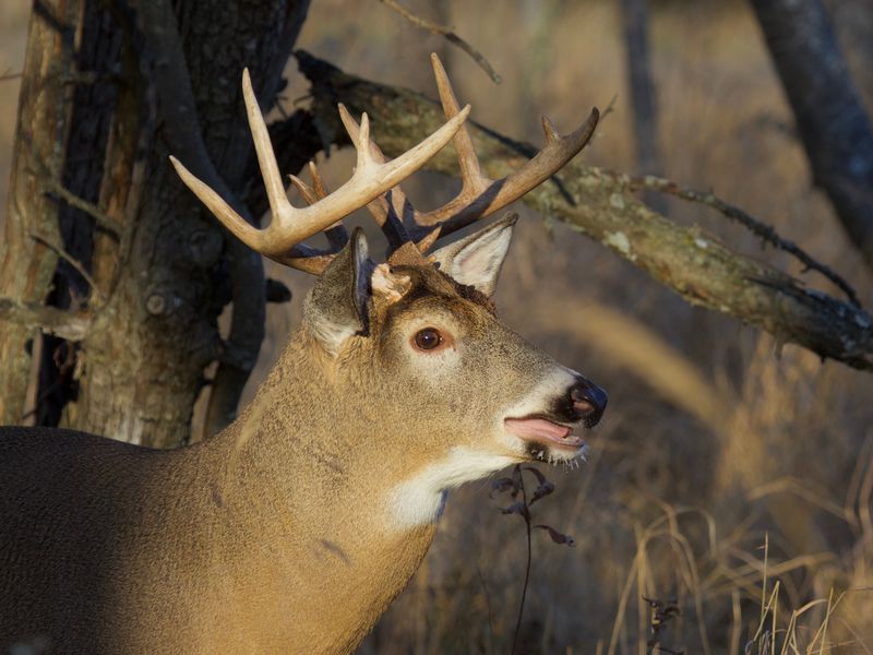 Buck in Rut Smithsonian Photo Contest Smithsonian Magazine