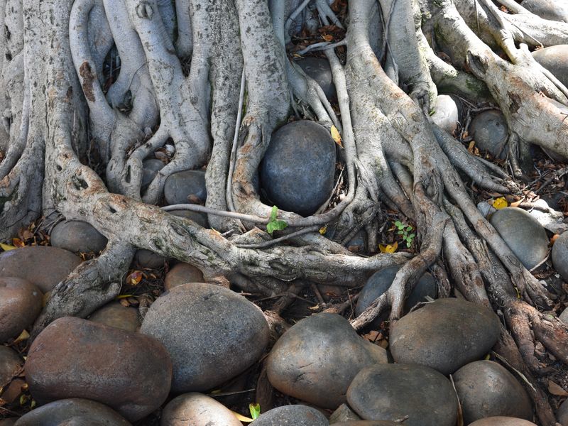 Rocks and Roots | Smithsonian Photo Contest | Smithsonian Magazine