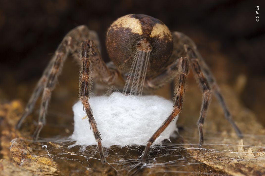 A brown spider with a ball of white silk.