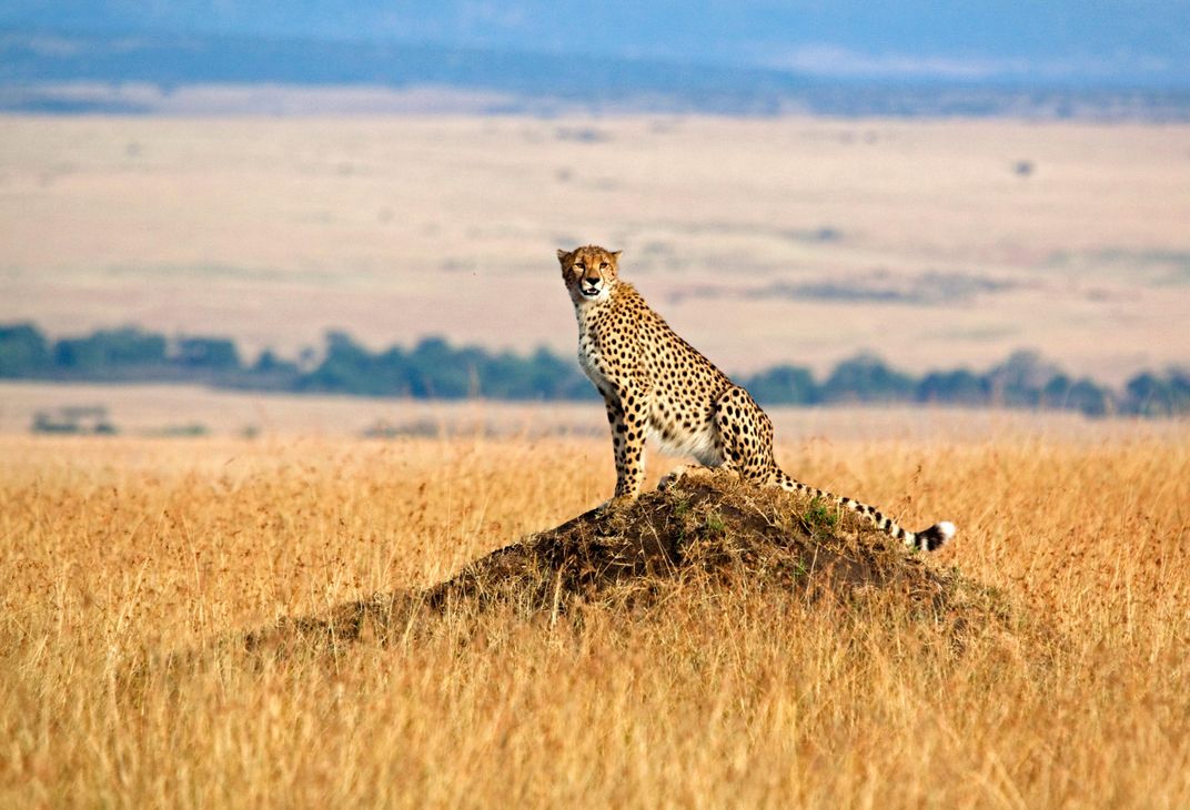 Lone cheetah on the watch