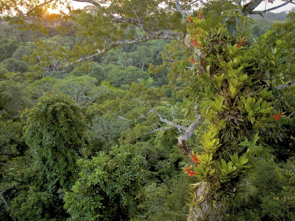 flowering canopy