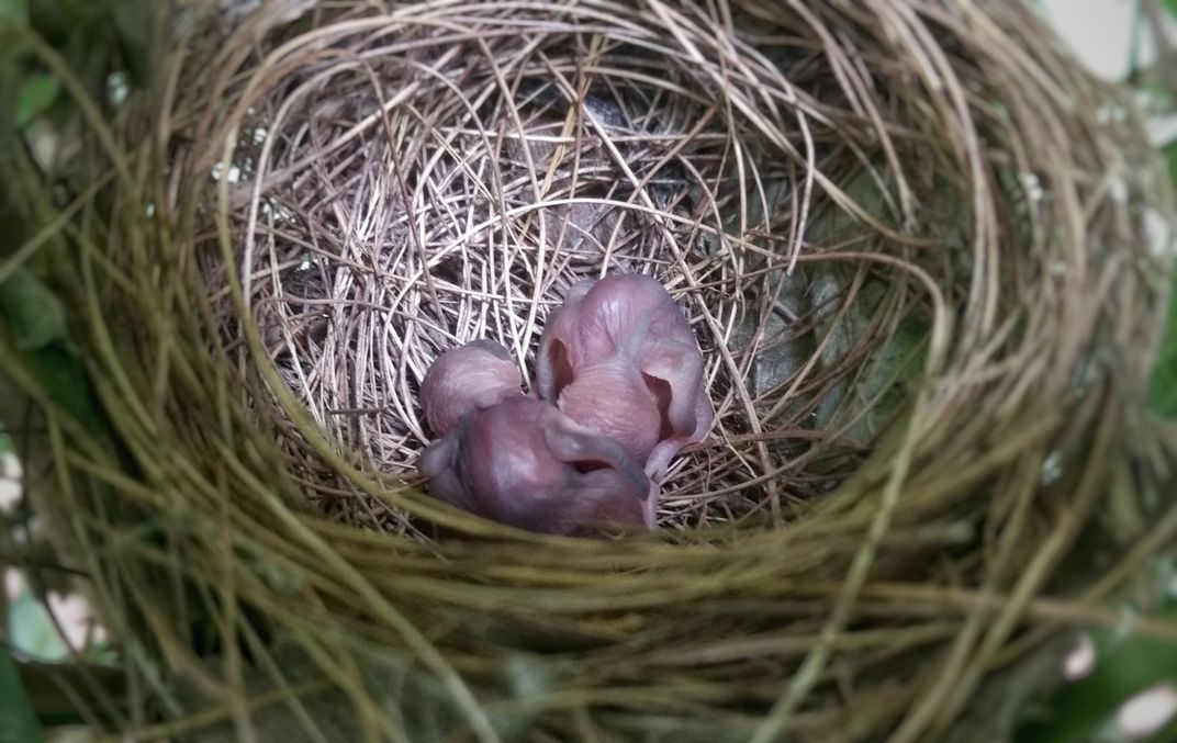 An one day old just hatched humming bird chicks. | Smithsonian Photo ...
