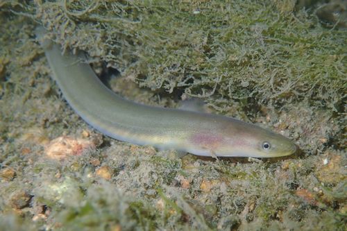 A Japanese eel on the seafloor